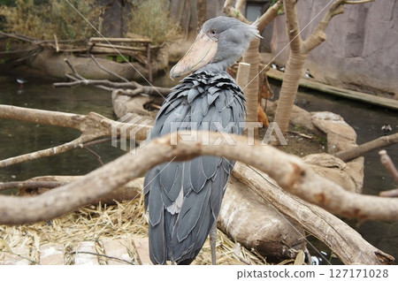 動物園裡的鯨頭鸛 127171028