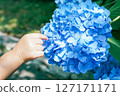 Small hand touching a hydrangea flower 127171171