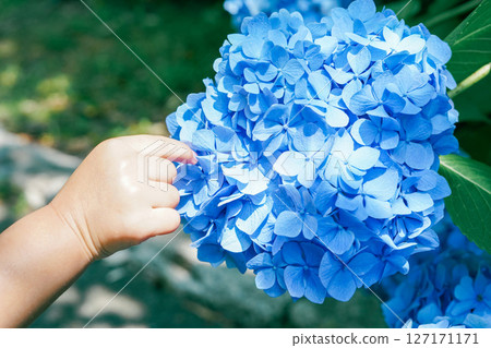 Small hand touching a hydrangea flower Small hand touching a hydrangea flower 127171171