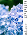 Close-up of blue hydrangeas blooming in early summer 127171173