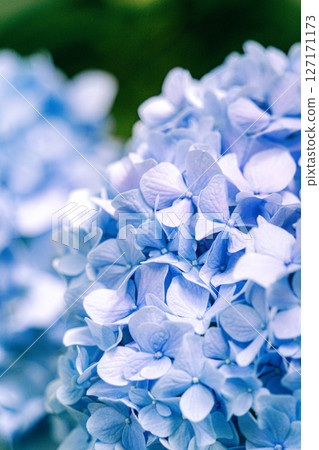 初夏盛開的藍色繡球花的特寫 127171173