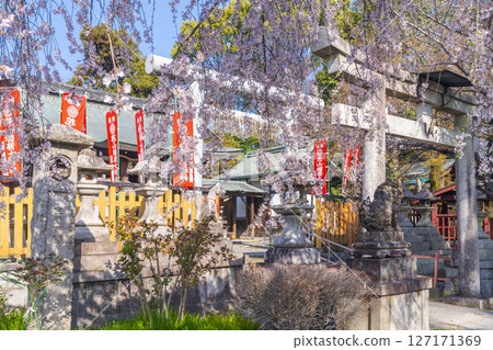 京都山科花山稻荷神社大雪櫻 127171369