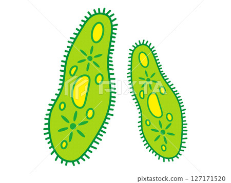 Simple illustration material of Euglena 127171520