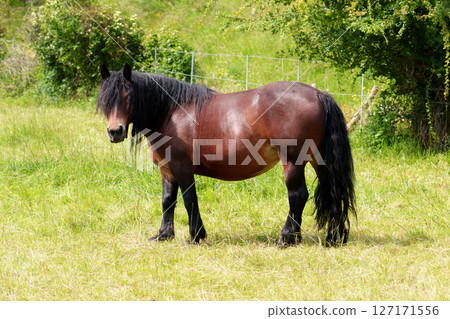 Brown horse of Asturcon breed graze in farm Asturias pasture in Oviedo, Spain 127171556