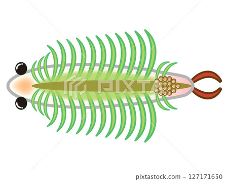 蝦子的可愛插圖素材 127171650