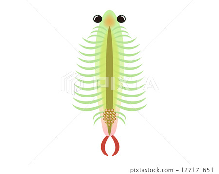 蝦子的可愛插圖資料2 127171651