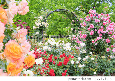 正坂海公園玫瑰園盛開 127171900