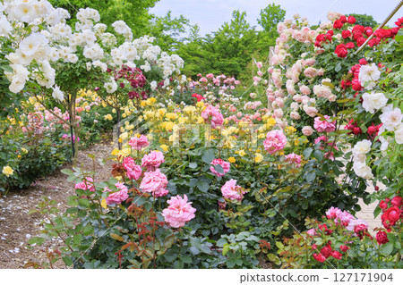 Shosakai Park: Rose garden in full bloom Shosakai Park: Rose garden in full bloom 127171904