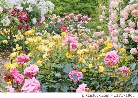 Shosakai Park: Rose garden in full bloom Shosakai Park: Rose garden in full bloom 127171905