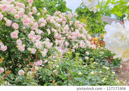Shosakai Park: Rose garden in full bloom Shosakai Park: Rose garden in full bloom 127171906
