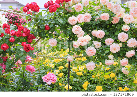 Shosakai Park: Rose garden in full bloom 127171909