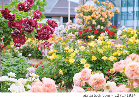 Shosakai Park: Rose garden in full bloom 127171934