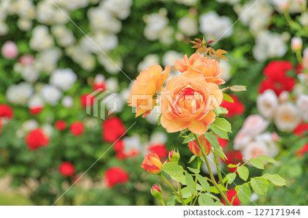 Shosakai Park: Rose garden in full bloom 127171944