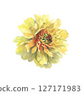 A watercolor illustration of yellow peony with delicate layers of petals isolated on a white background. Hand drawn. Ideal for botanical art, textile design, and springtime marketing materials. 127171983
