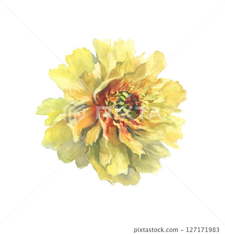 A watercolor illustration of yellow peony with delicate layers of petals isolated on a white background. Hand drawn. Ideal for botanical art, textile design, and springtime marketing materials. A watercolor illustration of yellow peony with delicate layers of petals isolated on a white background. Hand drawn. Ideal for botanical art, textile design, and springtime marketing materials. 127171983