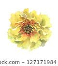 A watercolor illustration of yellow peony with delicate layers of petals isolated on a white background. Hand drawn. Ideal for botanical art, textile design, and springtime marketing materials. 127171984