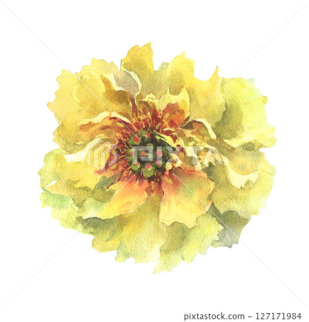A watercolor illustration of yellow peony with delicate layers of petals isolated on a white background. Hand drawn. Ideal for botanical art, textile design, and springtime marketing materials. A watercolor illustration of yellow peony with delicate layers of petals isolated on a white background. Hand drawn. Ideal for botanical art, textile design, and springtime marketing materials. 127171984