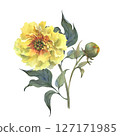 A watercolor illustration of yellow peony with delicate layers of petals isolated on a white background. Hand drawn. Ideal for botanical art, textile design, and springtime marketing materials. 127171985