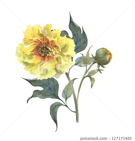 A watercolor illustration of yellow peony with delicate layers of petals isolated on a white background. Hand drawn. Ideal for botanical art, textile design, and springtime marketing materials. A watercolor illustration of yellow peony with delicate layers of petals isolated on a white background. Hand drawn. Ideal for botanical art, textile design, and springtime marketing materials. 127171985