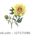 A watercolor illustration of yellow peony with delicate layers of petals isolated on a white background. Hand drawn. Ideal for botanical art, textile design, and springtime marketing materials. 127171986
