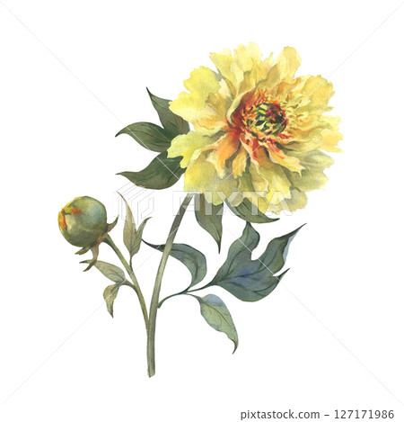 A watercolor illustration of yellow peony with delicate layers of petals isolated on a white background. Hand drawn. Ideal for botanical art, textile design, and springtime marketing materials. 127171986