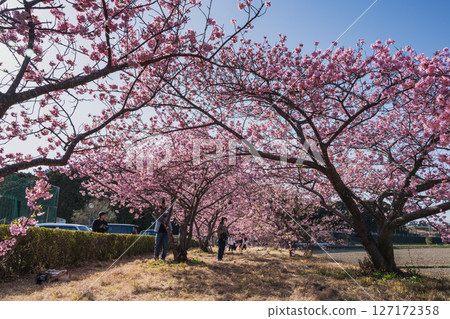 Kawazu cherry blossoms at Usayama Park in Iwata City (Shizuoka Prefecture) 127172358