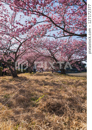 磐田市宇佐山公園的河津櫻花（靜岡縣） 127172377