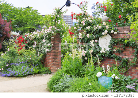 Roses in full bloom at Lake Biwa Otsukan English Garden 127172385