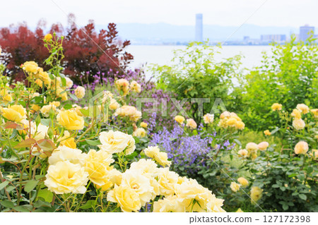 Roses in full bloom at Lake Biwa Otsukan English Garden 127172398