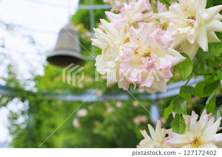 琵琶湖大津館英式花園玫瑰盛開 127172402