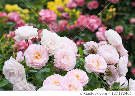 琵琶湖大津館英式花園玫瑰盛開 琵琶湖大津館英式花園玫瑰盛開 127172405