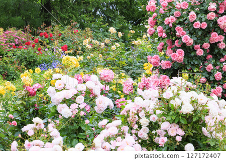 Roses in full bloom at Lake Biwa Otsukan English Garden 127172407