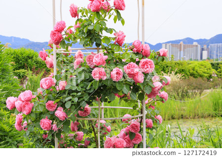 琵琶湖大津館英式花園玫瑰盛開 琵琶湖大津館英式花園玫瑰盛開 127172419