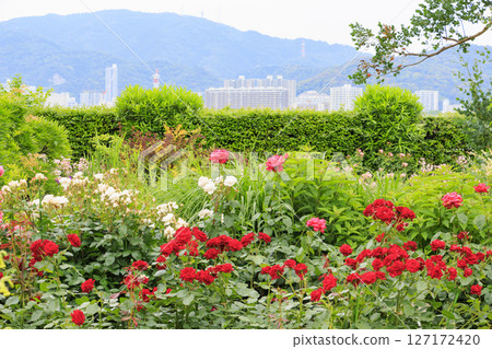 琵琶湖大津館英式花園玫瑰盛開 琵琶湖大津館英式花園玫瑰盛開 127172420