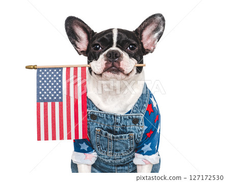 Cute puppy and American Flag. Studio shot Cute puppy and American Flag. Studio shot 127172530