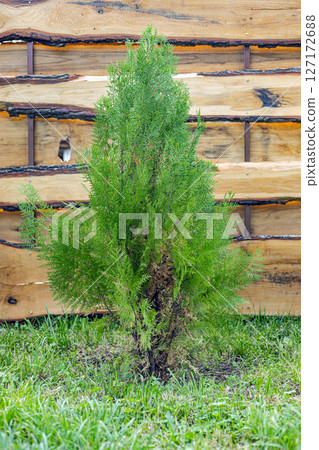 A small thuja tree is planted near a wooden fence in the garden A small thuja tree is planted near a wooden fence in the garden 127172688