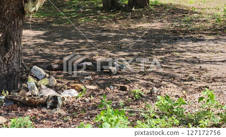 Komodo dragon on the ground in the park, Komodo Island, Indonesia Komodo dragon on the ground in the park, Komodo Island, Indonesia 127172756