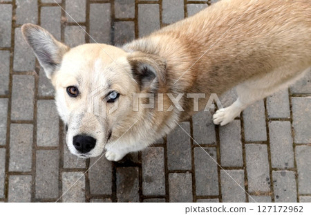 stray dog with striking eyes roams city streets in search food and companionship. closeup. 127172962