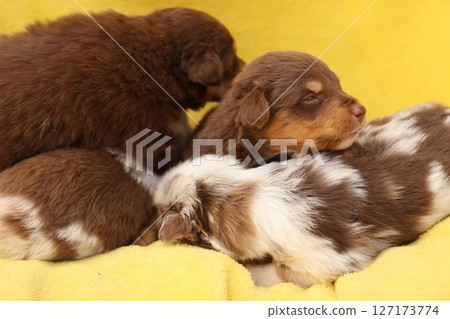 A group of puppies are sleeping on a yellow blanket 127173774