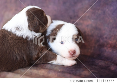 Two puppies are laying on a couch, one of them is brown and white Two puppies are laying on a couch, one of them is brown and white 127173777