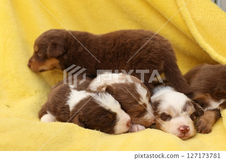 A group of puppies are sleeping on a yellow blanket A group of puppies are sleeping on a yellow blanket 127173781