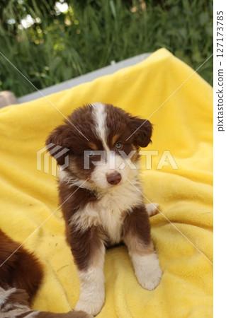 A brown and white puppy is sitting on a yellow blanket 127173785