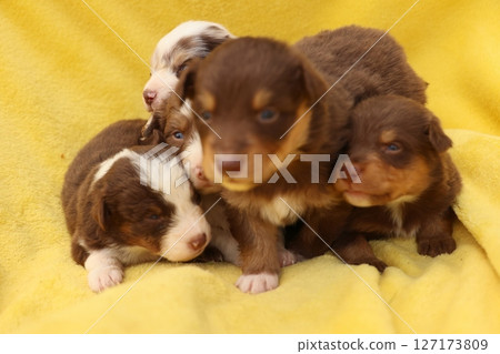 A group of puppies are sitting on a yellow blanket 127173809