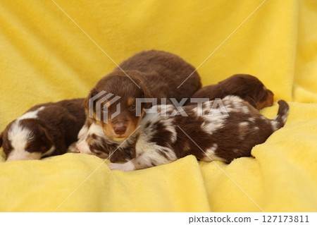 A group of puppies are laying on a yellow blanket 127173811