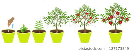 Growth cycle of pomegranate plant in a pot on white background. 127173849