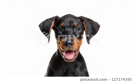 Doberman puppy portrait 127174395
