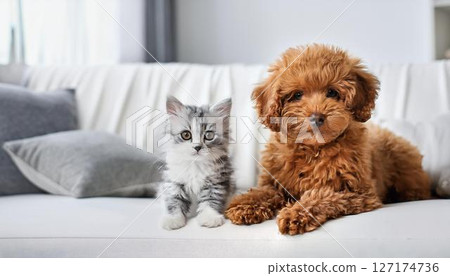 Toy poodle puppy and cat on the sofa 127174736