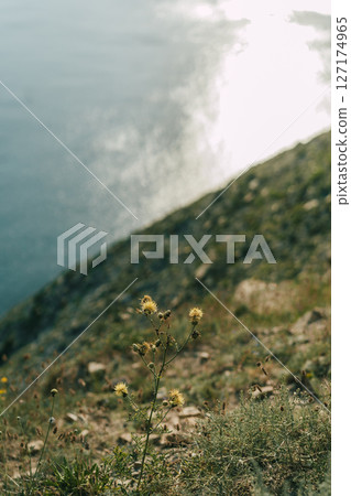 Wild flowers on Rocky Coastal Slope Wild flowers on Rocky Coastal Slope 127174965