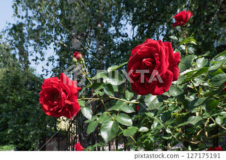 Close-up of vibrant red roses in full bloom Close-up of vibrant red roses in full bloom 127175191