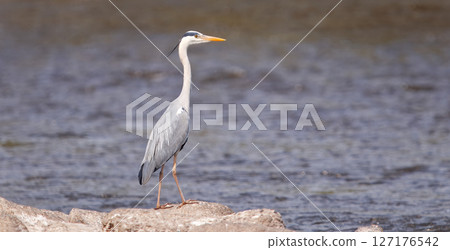 Graceful Heron Standing by a Calm River on a Sunny Day 127176542